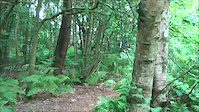 Loam Comb [RAW Edit]