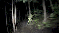 Night Ride on the Maples