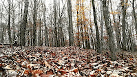Exploring Kerr Trail with my son