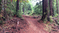 arcata community forest
