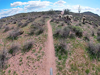 2GM trail. Gold Canyon.