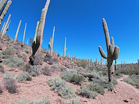 Lost Arrow. Sweetwater Preserve. Tucson.