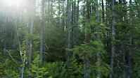 Fernie - Trail Master 'Mitchy' in Fernie BC -...