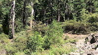 Downieville Waterfall