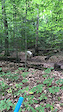 Trail Pig