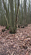 Web trail Waasmunster wood