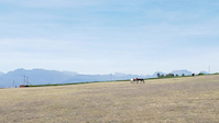 Rhebokskloof Wine Estate