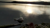 Princess Point View