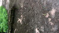 2x trail view