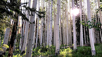 Mountain Biking in Vail