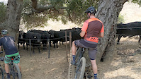Cow block