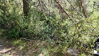 El Grauet