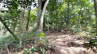 Roots