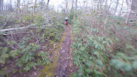 Spruce Gap DH