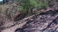dentist trail