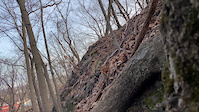 Rock Drop @ East Rock