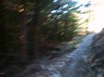 whinlatter