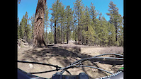 Pinos April 2021  McGill