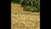 BlackMetaul DH quick edit