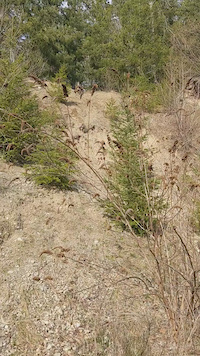 Tokul gravel pit