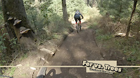 Fer vs. Trees