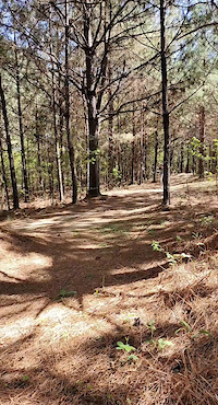 Mt zion jump then tree crash
