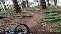 Fern Flyer