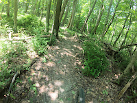Copperhead Trail