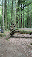 macca_niall tree gap