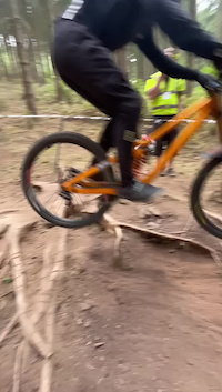 Loris Against Tree