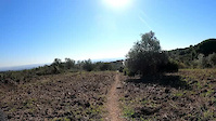 LOS OLIVOS