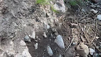 Toads at the top bridge