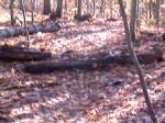 Durham Forest