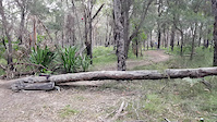 Log jumping