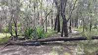 Log jumping on Highway Trail