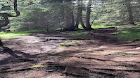 Nagens Trail - Rooty part in the woods