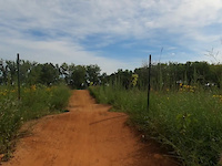 Small green jump line