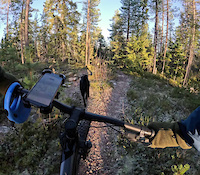 Skogsmaskin i Höstsolen
