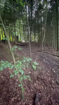 Tree there