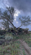 Hawes Tree Drop Crash