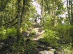 thr forest
