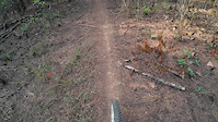 Kirirom forest