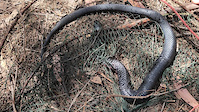 Rescuing Red Bellied Black Snake