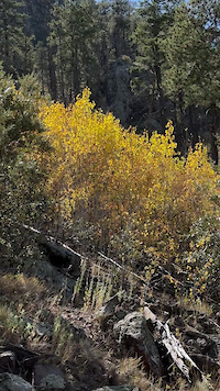 Aspen