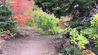 Mirkwood In Fall