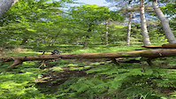 Božji Drevešček log ride