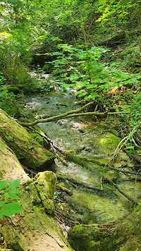 Creek, Bruce Trail, Hockley Valley