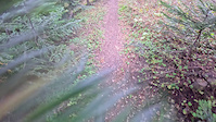 Alpine Baldy Meadow Traverse in October