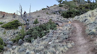 Shiv bottom