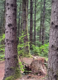 Stump Jump